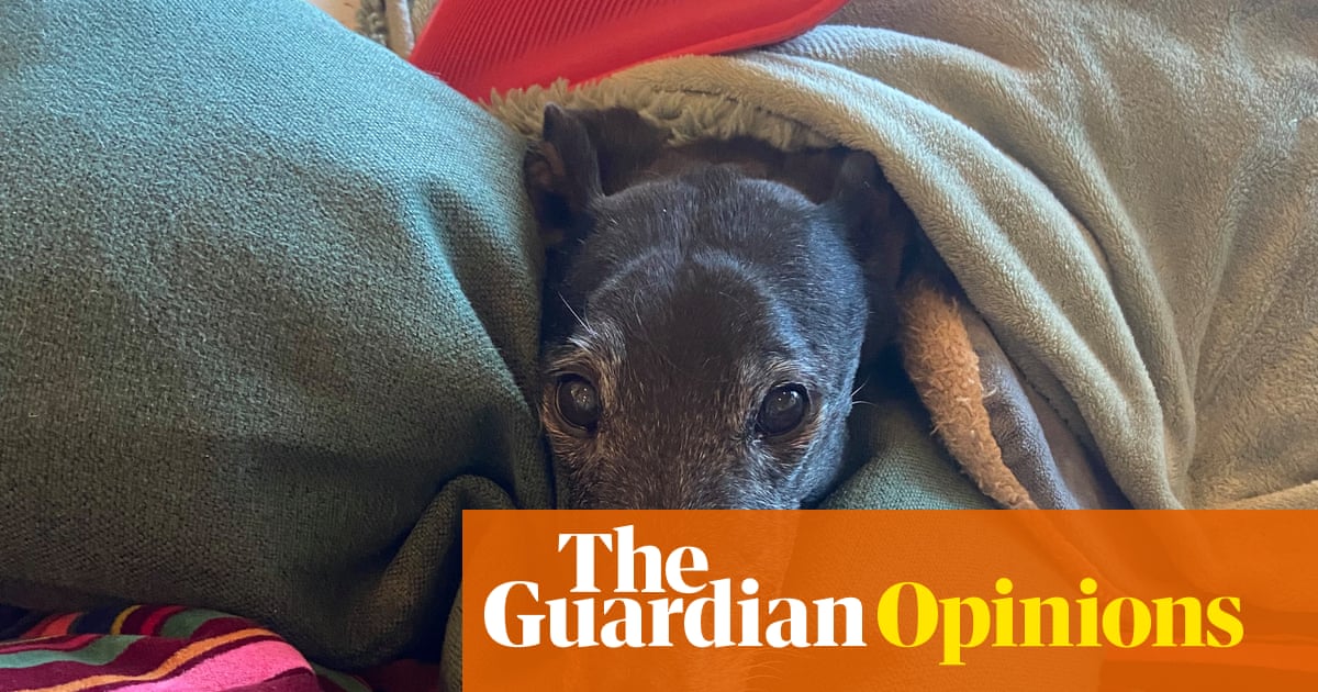Losing a pet can be as painful as any other bereavement but there are some differences | Ahona Guha