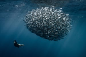 Um leão-marinho nadando debaixo d'água em torno de um cardume de peixes
