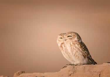 Two little owls stand side by side during sunset on a rock.