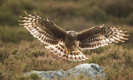 Granting this licence to shoot buzzards will unleash a killing spree 4896