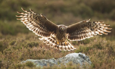 The hen harrier action plan officially acknowledges that the bird of prey is on the brink of extinction in England. 