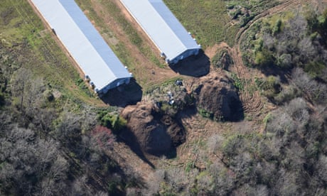 Laws catering to ‘factory farms’ bring fly-infested, smelly manure mounds to rural US
