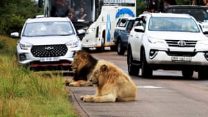 Um par de leões está sentado em uma estrada bloqueando todo o tráfego no Parque Nacional Kruger, na África do Sul. O leão deitou-se para tirar uma soneca antes de ser acordado por outro leão