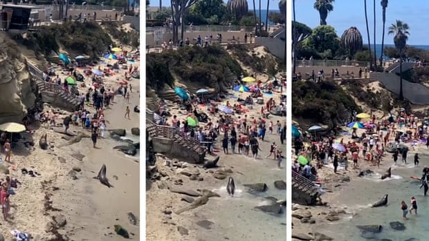 Beachgoers flee as sea lions chase each other on California beach.