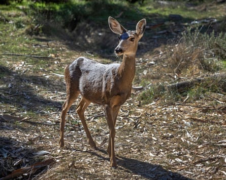 One of California’s mule deers.