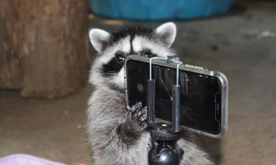 A raccoon holds a phone on a small tripod