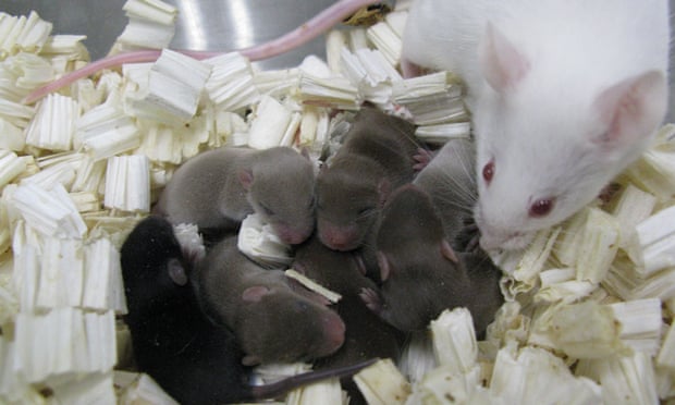  Mouse pups derived from spermatozoa preserved on the International Space Station were all healthy, despite increased radiation levels in space. Photograph: Teruhiko Wakayama, University of Yamanashi  