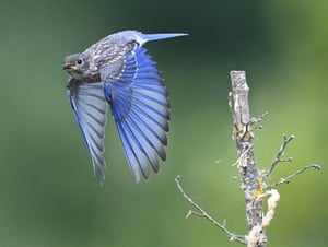 Um pássaro azul imaturo voa de uma pequena árvore enquanto caça insetos em um campo ao longo do rio Umpqua, Elkton, Oregon, EUA