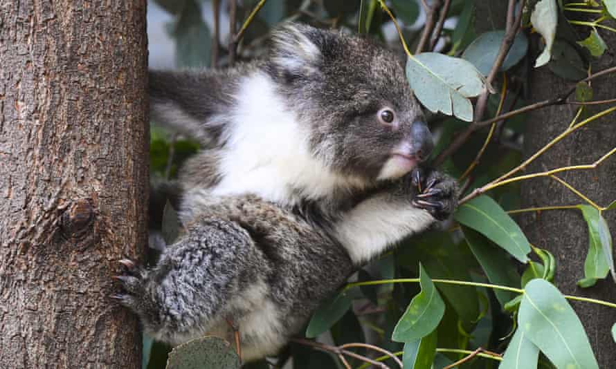 A koala in a tree