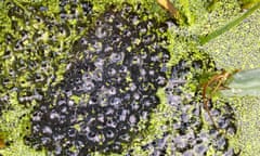 Frog spawn in the allotment pond.