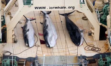 A handout image by Sea Shepherd Australia made available on 07 January 2013 shows three dead protected Minke Whales on the deck of the Japanese Ship, Nisshin Maru in the Southern Ocean, Antarctica, 05 January 2013.