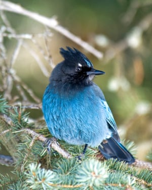 A Steller's jay.