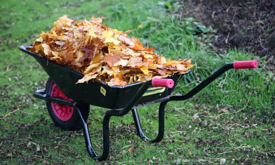 A wheelbarrow full of autumn leaves