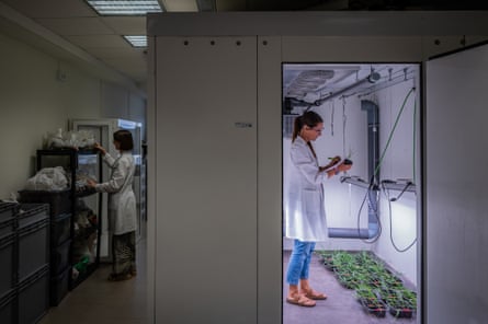 Rebeca lifts and examines a potted plant