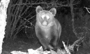 The brown bear is a male and thought to be between the age of three and five.
