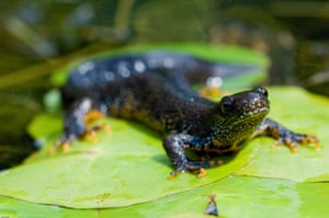 The loss of farm ponds is thought to have driven a sharp decline in great crested newts
