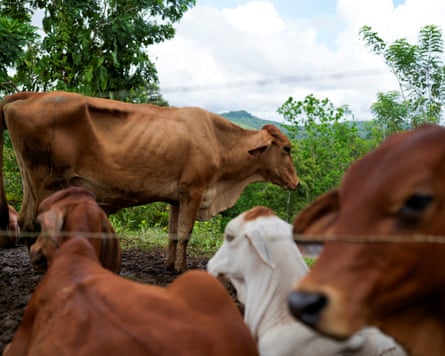 Thin cattle stand close together in a muddy field near trees and hills in Panama