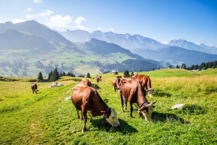 Brown cows graze in a lush, green mountain field with peaks in the background.