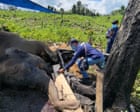 What is killing Sumatra’s elephants? The battle to save one of our rarest animals