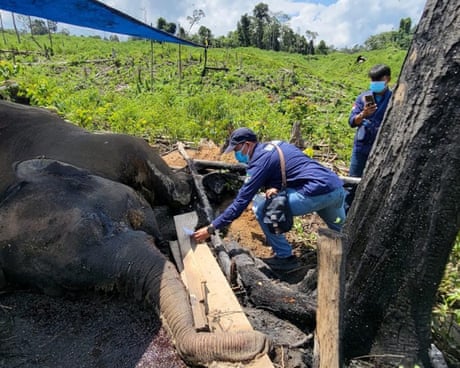 What is killing Sumatra’s elephants? The battle to save one of our rarest animals