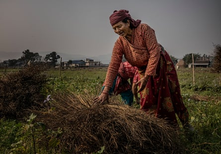 Women harvest mustard seed