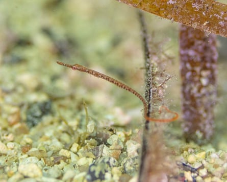 Pipefish