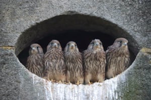 Jovens falcões se alinham prontos para voar pela primeira vez após nidificarem na lateral de uma casa em Rochdale, Reino Unido. Os filhotes de pássaros estão vivendo em um ninho na lateral de uma casa