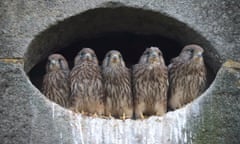 Kestrel chicks look out from their nest on the side of a house in Rochdale, UK. They are about to take flight for the first time