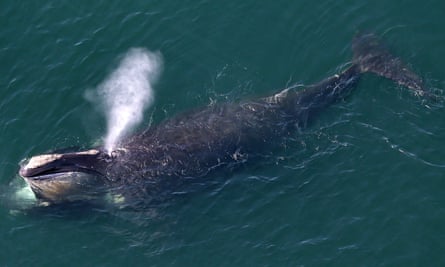 An aerial view of a right whale erupting from the blow hole while feeding off the shores of Duxbury Beach, MA.