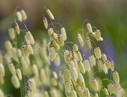 Quaking grass provides brilliant cut stems.