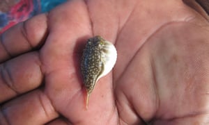 Juvenile puffer fish that has been caught in a mosquito net
