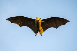 The Christmas Island Flying Fox, Australia. Scientists fear the flying fox could be one cyclone away from extinction. The Christmas Island flying fox numbers have declined and the endangered species is left without recovery plan. The flying fox has important role in pollination and seed dispersal on the island