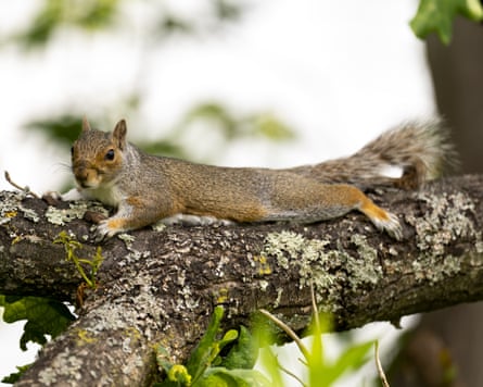 A squirrel splooting on a branch