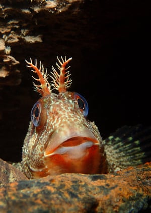 British waters compact category runner-up Tompot looking out by Trevor Rees (UK) Location: Trefor Pier, north Wales‘This tompot blenny was hiding in a hole among the legs of a sea pier. Some of these fish are quite shy while others are rather inquisitive ... This one was happy to pose for as long as I needed ... I made sure I had both the fish’s eyes facing forward and that the head tentacles were isolated against a black background ... I opted for an off-centre composition with quite a lot of negative space to perhaps give a slightly different feel to my take on this fish.’