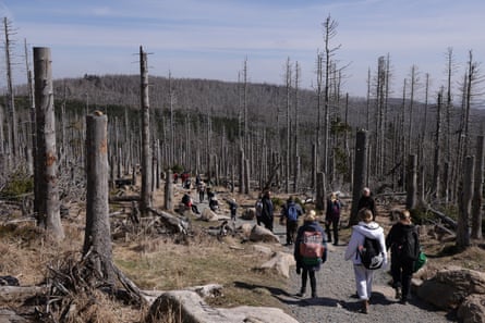 Tourists walk through a wilderness of dead trees