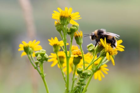 A bee collecting pollen from riverside flowers.