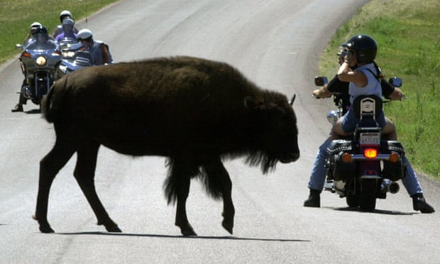A bison crosses the road at Custer State Park in South Dakota