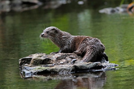 An otter sitting on a rock in a river.