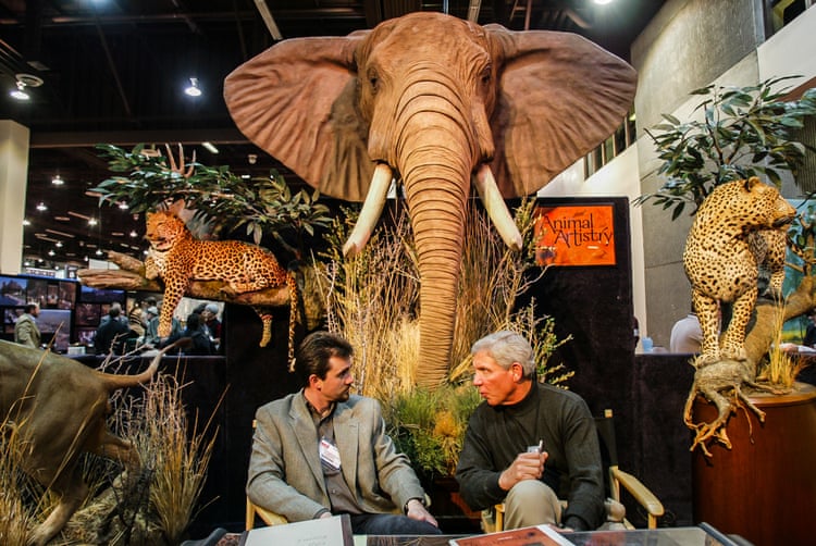 Trophy hunter killings spark fierce battle over the future of super tusker elephants The annual Safari Hunters Club convention held in Reno, Nevada, features the latest in hunting including guns, taxidermy and trophy hunting trips.
Photograph: Ted Soqui/Corbis/Getty Images