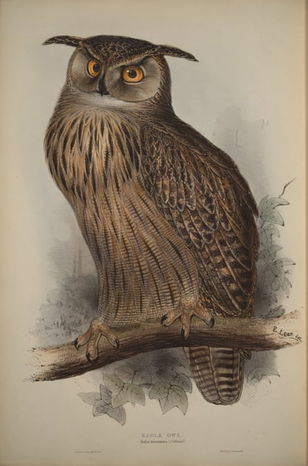 Lihograph of an eagle owl sitting on a branch