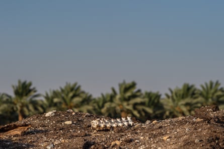 Skeleton at a quarantine dump site in Israel