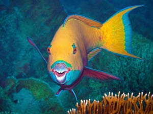 Overfishing can also affect reefs; species such as parrotfish graze on coral-damaging algae.