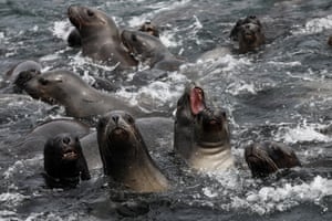 Uma equipe de biólogos do Serviço Nacional de Áreas Naturais Protegidas pelo Estado realiza práticas mensais nas ilhas Palomino e Cavinzas, como parte dos esforços contínuos para proteger a fauna marinha da região de Lima, no Peru. As Ilhas Palomino e Cavinzas, localizadas na província portuária de Callao, em Lima, foram premiadas com o prestigiado ITB Earth Award 2024 na Alemanha. Este reconhecimento destaca a sua abordagem pioneira à sustentabilidade