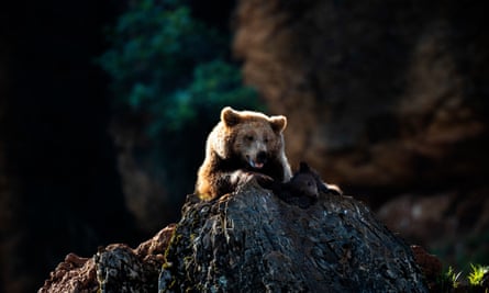 A brown bear, the same species as Goiat, at a wildlife park in Santander.