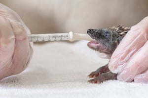 An orphaned baby hedgehog being fed