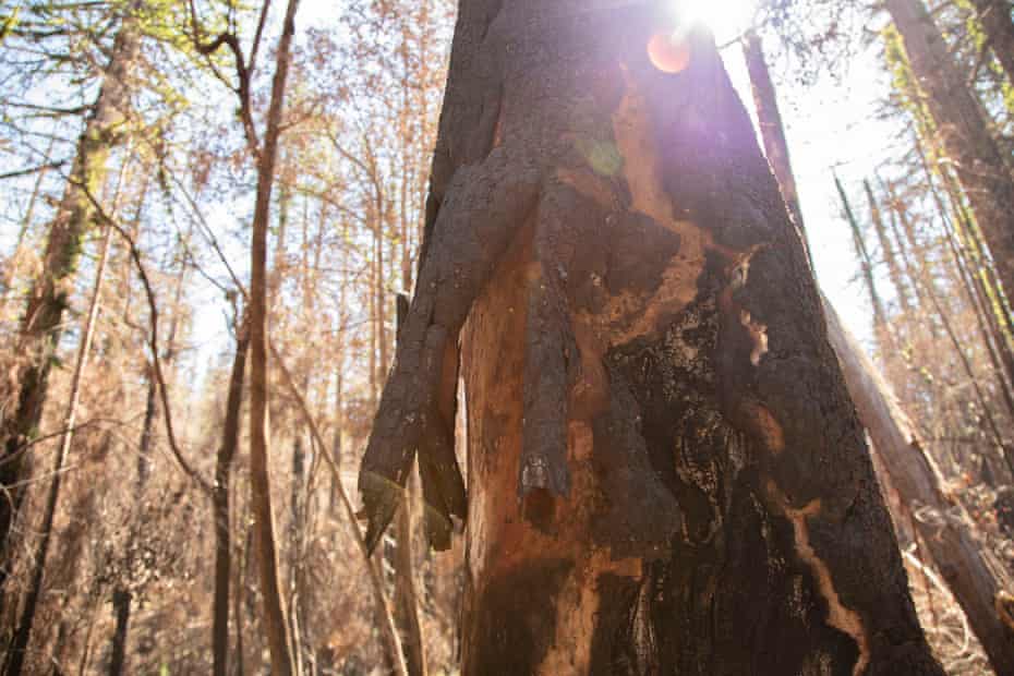 Flames from the wildfire burned through the thick bark on some trees, singeing through to the wood underneath.