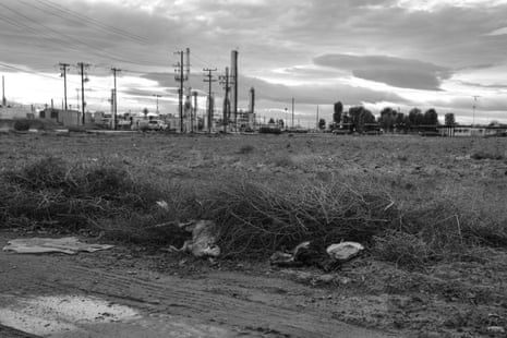 Two dead farm animals with an oil refinery in the background