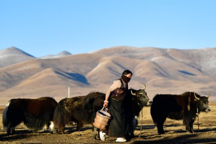 A herdswoman prepares to milk yak at Jiatang in Chindu County, in the Tibetan autonomous prefecture of Yushu, China.