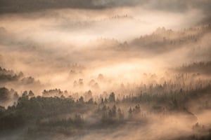 Caledonian pine forest, Abernethy, Scotland