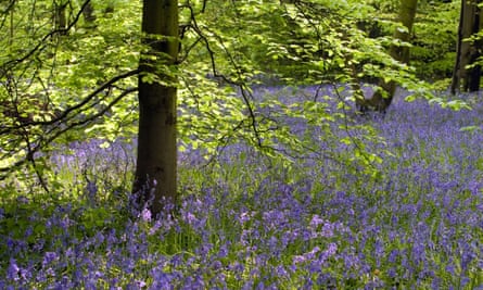 Bluebells at Winterbourne in late April.